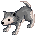 Filhote de Lobo do Deserto